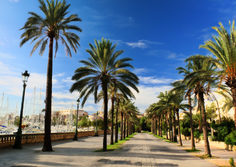 Promenade mit Palmen